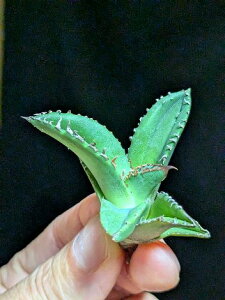 ▲10/22撮影 現品!◇アガベ チタノタ 鰐亀 ・ワニガメ◇ ベアルート苗◇Agave-Titanota alligator snapper◇