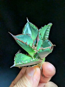 ▲10/22撮影 現品◇アガベ・チタノタ 緑犀牛◇ベアルート苗◇titanota Green rhino◇