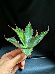 10/22BeiAKxEWFg[ W[YxA[gc agave gentryi "Jaws"