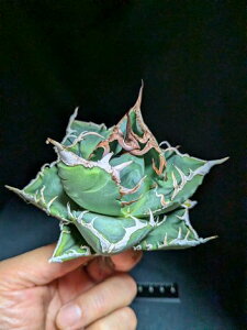 ▲10/23撮影 現品◇アガベ・チタノタ SAD 南アフリカダイヤモンド◇ベアルート苗◇titanota South Africa Diamond◇