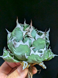 10/23Be iIAKx `^m^ P  xA[gctitanota himegenryu