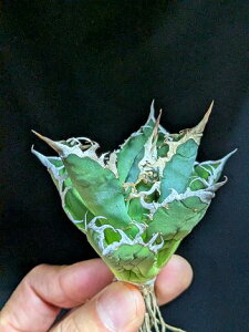 10/23Be iAKxE`^m^ SAD AtJ_ChxA[gctitanota South Africa Diamond