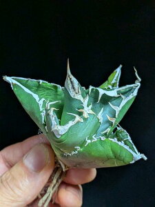 10/23Be iAKxE`^m^ SAD AtJ_ChxA[gctitanota South Africa Diamond