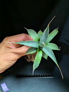 10/23Be iIAKxE^GVXEG{XsixA[g cAgave utahensis eborispina