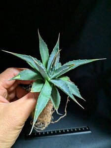 10/23Be iIAKxE^GVXEG{XsixA[g cAgave utahensis eborispina