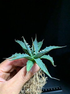 10/23Be iIAKxE^GVXEG{XsixA[g cAgave utahensis eborispina