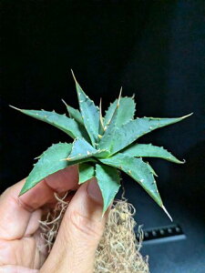 ▲10/23撮影 現品!◇アガベ・ユタエンシス・エボリスピナ◇ベアルート 苗◎Agave utahensis eborispina