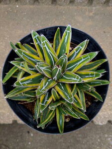 10/31Be iAKx rNgAW[i ̐  ExA[gcAgave victoriae reginae variegata