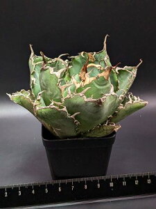 現品!◇アガベ チタノタ 白鯨 ◇ ベアルート苗◇titanota howaitohoe-ru ◇