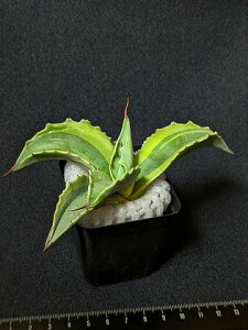 iAKxEIoeBtHA IJxA[gcovatifolia variegated 'ORCA'