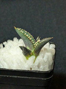 iIAKx `^m^ Ru ዾց xA[gcTitanota Cobra 