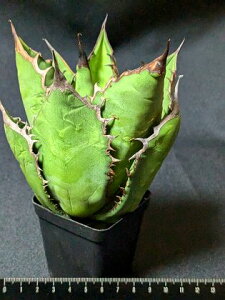 wIiIAKx `^m^ Ή ubNt@C[   xA[gctitanota Black fire