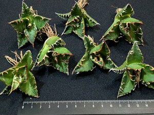 wIAKx `^m^ V[U[EMTExA[gcECtitanota caesar