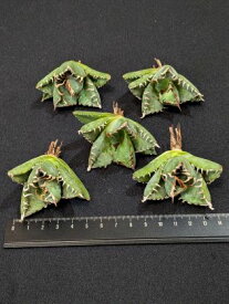 ※同時購入割引あり！◇アガベ・チタノタ 魔丸◇ベアルート苗◇titanota imps◇