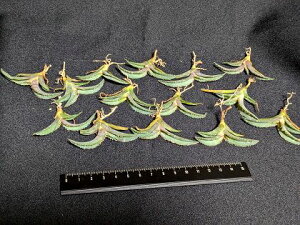 ※同時購入割引あり!◇アガベ・チタノタ ライオンズメーン ◇ベアルート苗【お任せ株】◇agave titanota Lion's Mane◇