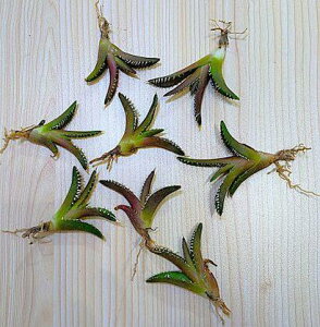 wIAKxE`^m^ bhLbgEB[YxA[gcyCczAgave titanota 'Red Cat weazle'