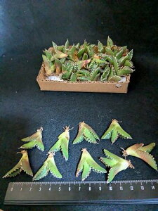 ※同時購入割引あり!◇アガベ・チタノタ SAD 南アフリカダイヤモンド◇ベアルート お任せ苗◇titanota SAD South Africa Diamond◇