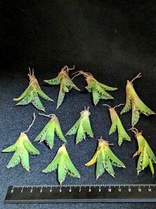 wIAKx`^m^ O NCW[ xA[g Cctitanota Crazy