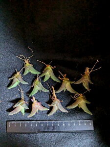 wIAKxE`^m^ N xA[g Cctitanota Seiou