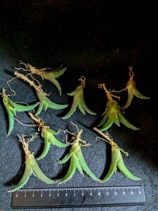 wIAKx `^m^ ExA[g CcAgave titanota bakemono