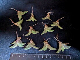 ※同時購入割引あり！◇アガベ チタノタ 鰐亀◇ ベアルート お任せ苗◇Agave-Titanota alligator snapper◇