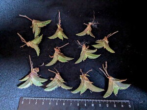 ※同時購入割引あり!◇アガベ チタノタ 鰐亀◇ ベアルート お任せ苗◇Agave-Titanota alligator snapper◇