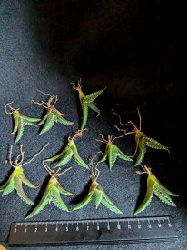 ※同時購入割引あり！◇アガベ チタノタ 大白鯊 ホホジロザメ◇ ベアルート苗◇Titanota great white shark ◇