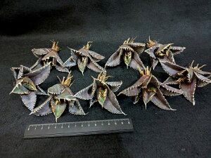 ※同時購入割引あり!◇アガベ チタノタ キングコング 金剛◇ベアルート お任せ苗◇Agave Titanota King Kong