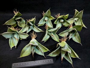 wIAKx `^m^ zCgACXEX[XGbWxA[g CcAgave Titanota Smooth Edge