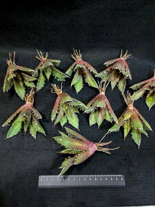 wIAKx `^m^ S O NCW[xA[g CcAgave Titanota Crazy