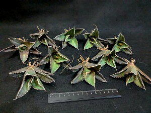 ※同時購入割引あり!◇アガベ・チタノタ 緑幽霊 グリーンゴースト◇ベアルート お任せ苗◎Agave titanota Green Ghost