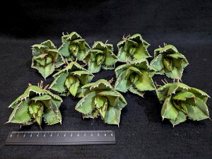 ※同時購入割引あり!◇アガベ チタノタ 窮奇・ベアルート お任せ苗◇titanota Qiongqi