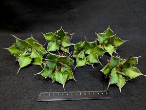 ※同時購入割引あり!◇アガベ・チタノタ ハデス 黒蒂斯◇ベアルート お任せ苗◇titanota Hades◇