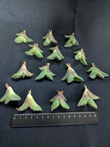 wIAKx `^m^ u蹁ExA[g Cctitanota'Hyou'