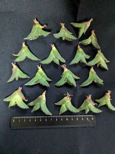 wIAKx `^m^ ҋExA[g Cctitanota'White Rhino'