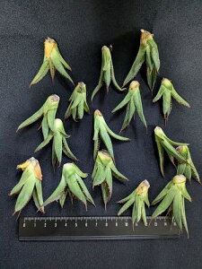 wIAKx z_ExA[g CcAgave horrida'