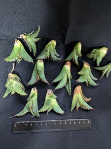 ※同時購入割引あり!◇アガベ チタノタ 鬼雨・ベアルート お任せ株苗◇Agave titanota Onisame'◇