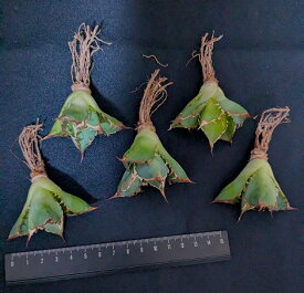 ※同時購入割引あり！◇アガベ・チタノタ ハデス 黒蒂斯◇ベアルート お任せ苗◇titanota Hades◇