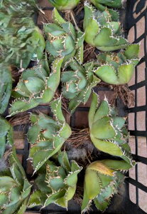 wIAKxE`^m^ tBO[ tdwxA[g Cctitanota filigree