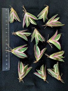 wIAKx `^m^ XiOgD[XExA[g CcAgave Titanota Snaggle Tooth