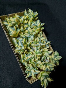 ※同時購入割引あり!アガベ ◇王妃雷神 黄中斑 S◇ベアルート苗【お任せ苗】・Agave ouhi raijin