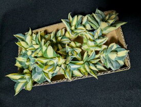 ※同時購入割引あり！アガベ ◇王妃雷神 黄中斑 M◇ベアルート苗【お任せ苗】・Agave ouhi raijin