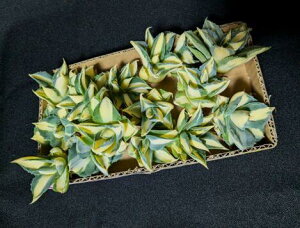 wIAKx ܗ_  MxA[gcyCczEAgave ouhi raijin