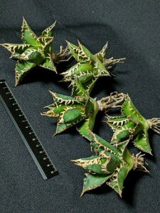 wIAKxE`^m^ bhLbgEB[YxA[gcyCczAgave titanota 'Red Cat weazle'