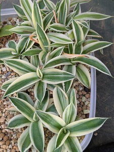 wIAKx X[p[NEExA[g CcAgave kissyoukan Nishiki supercrown