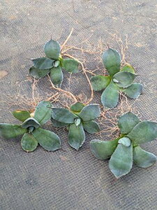 wIAKx p[ gJ[^ExA[g CcAgave Parryi Truncata