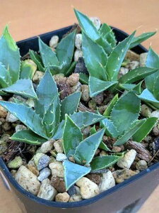wIAKxE^GVX G{Xsi FKXixKXjxA[g CcAgave utahensis eborispina 'Vegas')
