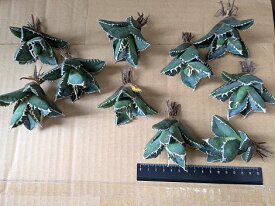 同時購入割引あり！◇アガベ・チタノタ ウェアウルフ・狼人◇ベアルート お任せ苗◇Titanota werewolf ◇