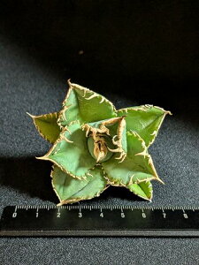 7/19Be iAKx `^m^@hi|hjExA[gcAgave Titanota byakugoushi