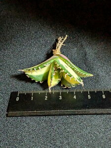 7/19撮影 現品◇斑入り!アガベ・チタノタ 阿修羅錦◇ベアルート苗◇titanota asyura 'Variegata'